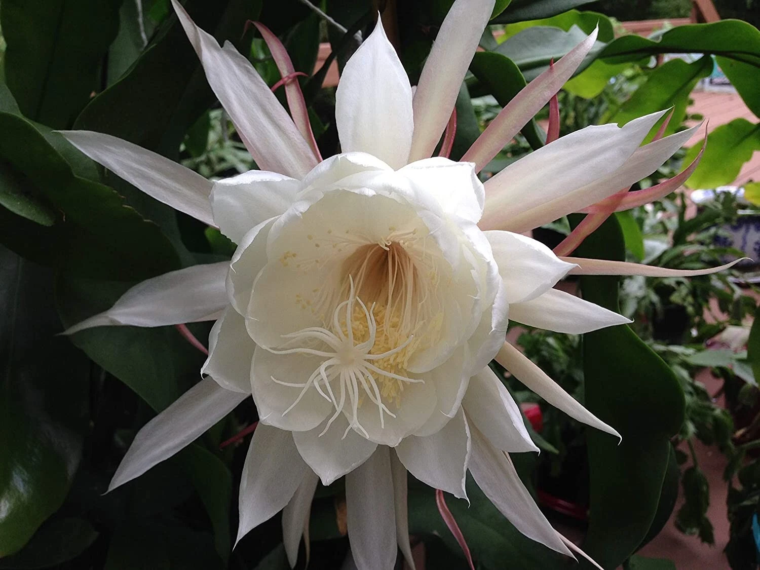 Epiphyllum oxypetalum Queen of the Night Cuttings – 2 Live Night-Blooming Orchid Cactus Stems, Easy Rooting, Indoor Tropical Plant