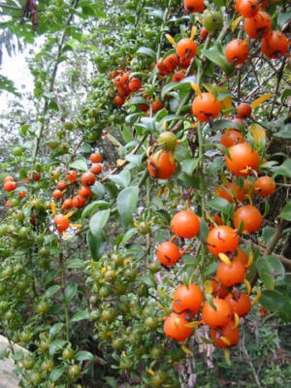 Live Pereskia aculeata Plant in 4-Inch Pot, Barbados Gooseberry Climbing Cactus Vine