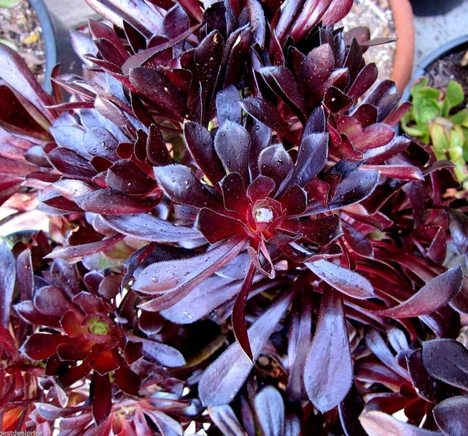 Black Rose Aeonium Succulent Cuttings – 2 Unrooted Rosettes of Aeonium arboreum Zwartkop