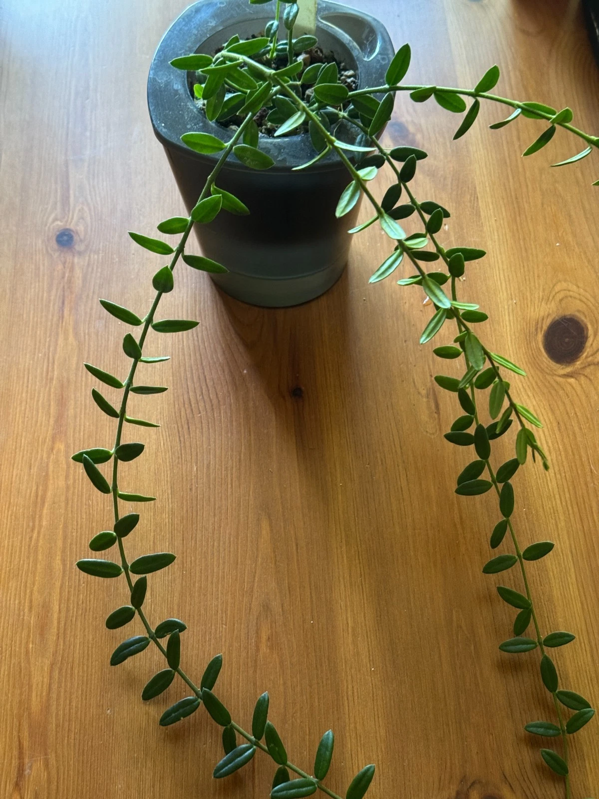 Hoya Engleriana Cutting – 4 Node Stem for Rooting, Rare Compact Hoya, Tropical Houseplant, Green Foliage, Trailing Vine