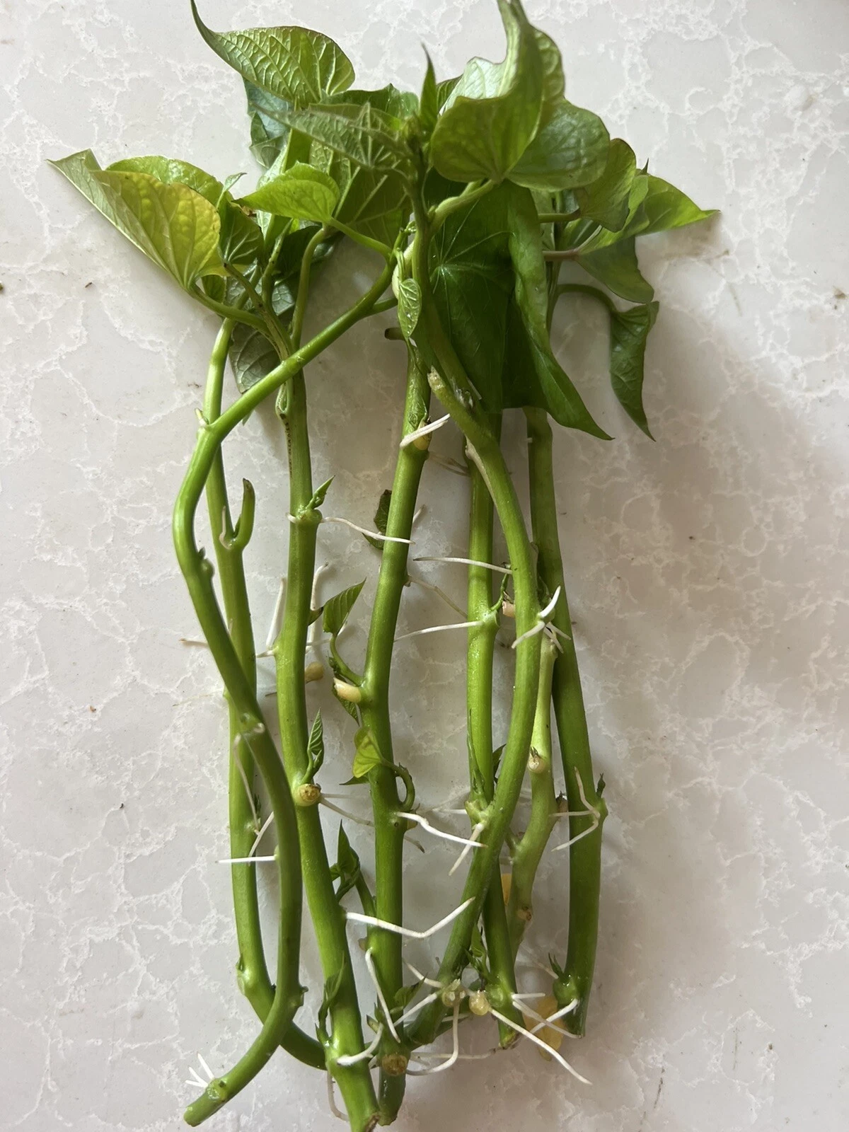 Sweet Potato Slips 8 Rooted Vine Cuttings Live Plant for Garden or Container Ipomoea batatas