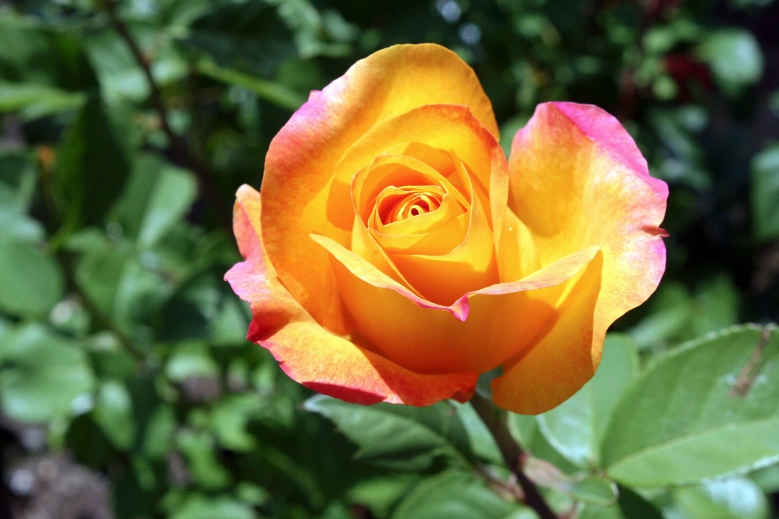 Gold Medal Rose Cuttings – 3 Unrooted Hybrid Tea Rose Grafting Propagation Rosa â€˜Gold Medalâ€™