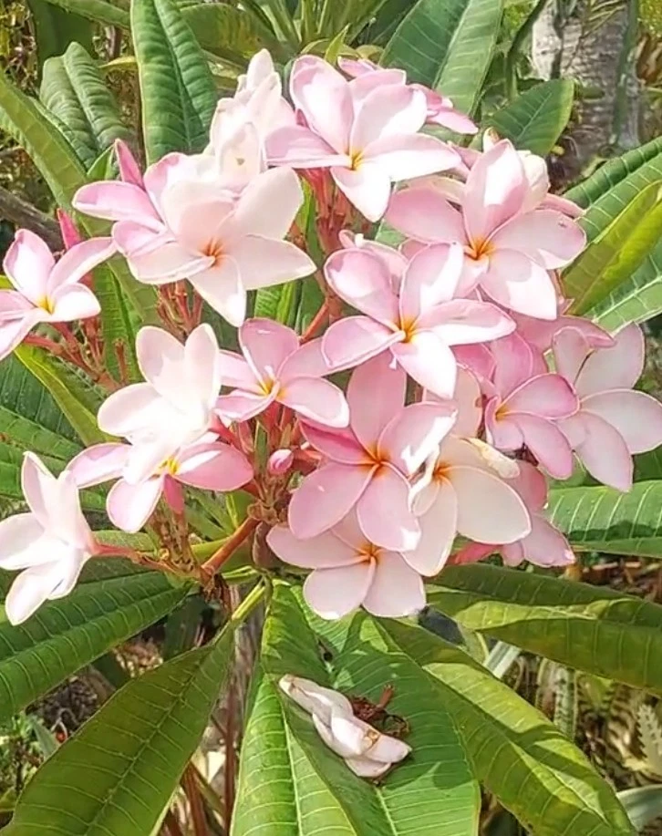 Pink Plumeria Cutting – 10" Fresh Hawaiian Frangipani Stem, Pastel Pink Blooms, Easy-Rooting Tropical Flowering Plant, Plumeria rubra
