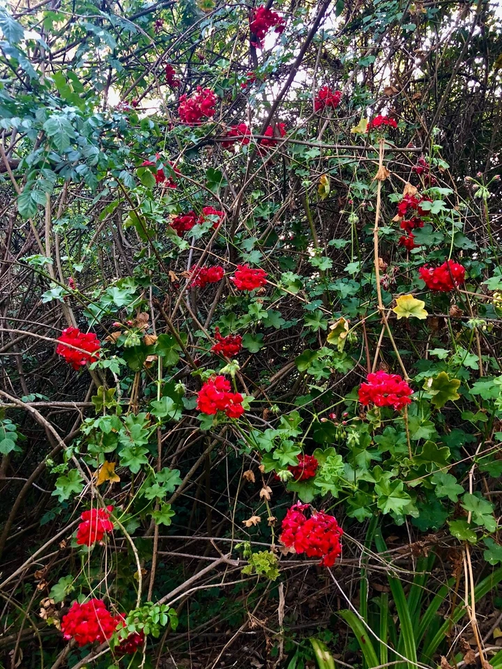 Red Ivy Geranium Cuttings – 3 Live Pelargonium peltatum Trailing Flowering Plants, 6 Inches Long