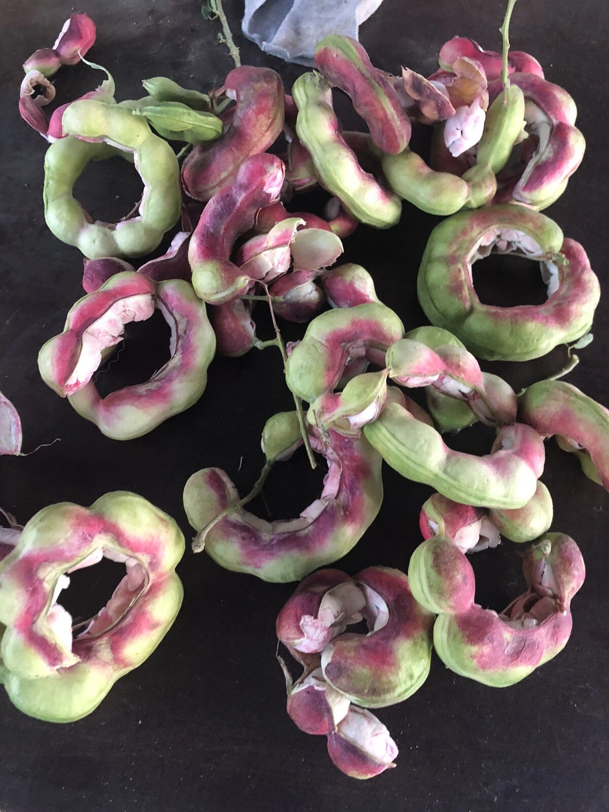 Manila Tamarind Seeds – Pithecellobium dulce – 20 Fruit Seeds for Planting, Madras Thorn Tree, Tropical Tree, Full Sun, Well-Draining Soil