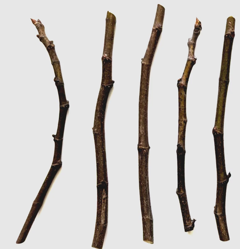 Chicago Hardy Fig Tree Cuttings – 5 Live 9–10 Inch Cuttings with 5 Nodes, Ficus Carica