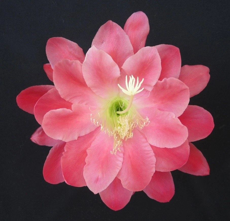 Epiphyllum Olympiad Orchid Cactus Cuttings – Unrooted Night Blooming Stems for Propagation, Trailing Indoor or Outdoor Plant