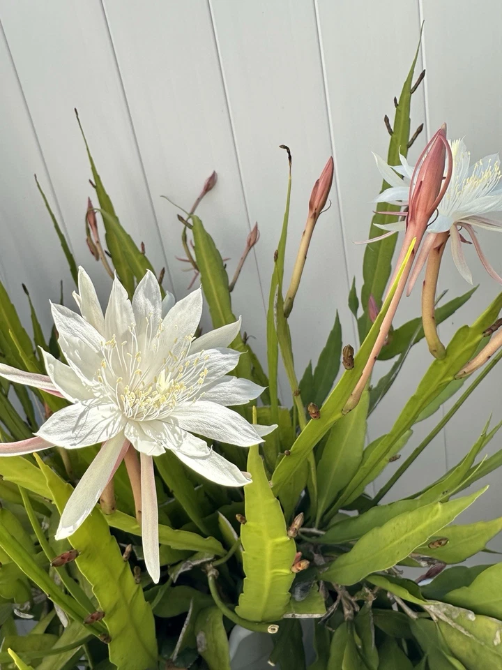 Cereus Night Blooming Cactus Cuttings – 3 Live Unrooted Propagation Cuttings, Upright Columnar, Night Flowers, Cereus spp.