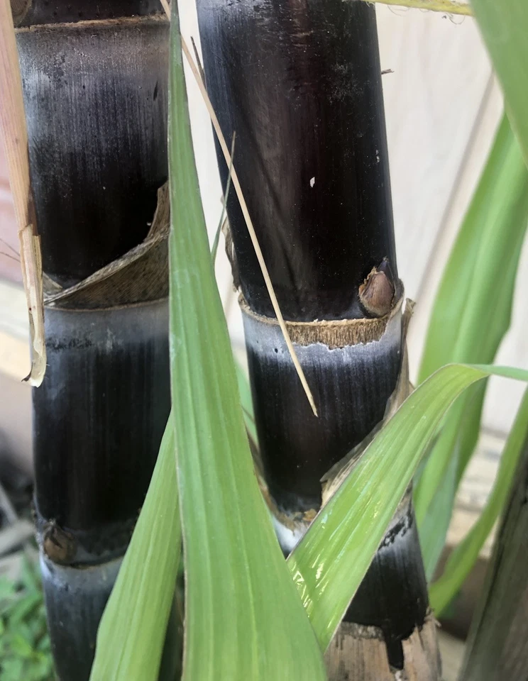 Rooted Sugarcane Cuttings for Planting – Saccharum officinarum Live Tropical Grass Plants, 2 Starts for Garden or Container