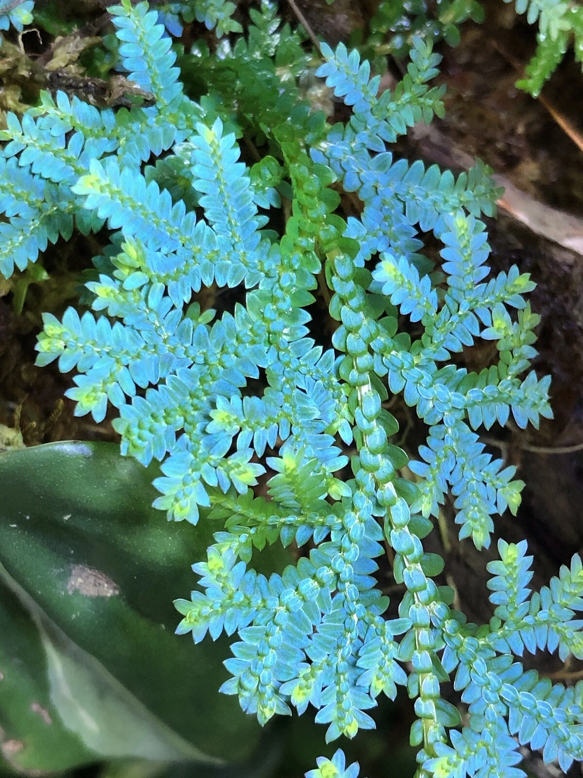 Live Selaginella uncinata Cutting | Rainbow Spikemoss Peacock Fern for Propagation | Blue Green Iridescent Foliage Plant