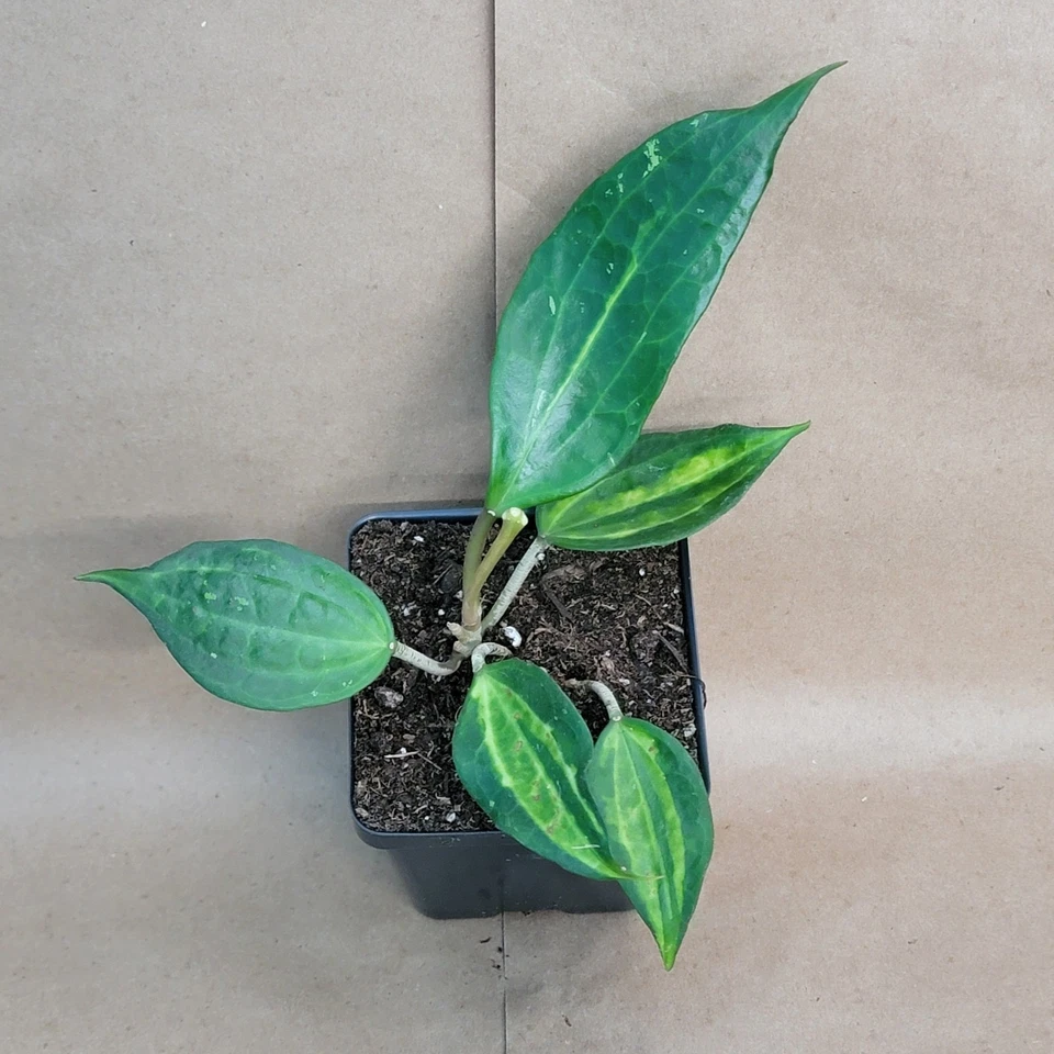Hoya Macrophylla Reverse Pot of Gold – Variegated Tropical Indoor Houseplant in 4-Inch Pot