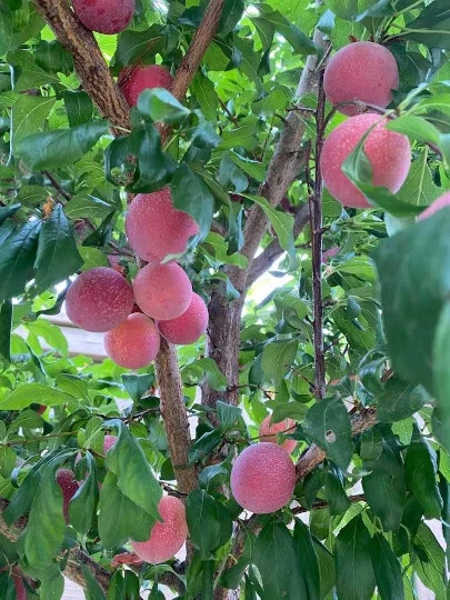 Sweet Pluerry Fruit Tree Scions – Plum Cherry Hybrid Grafting Cuttings for Prunus Rootstocks