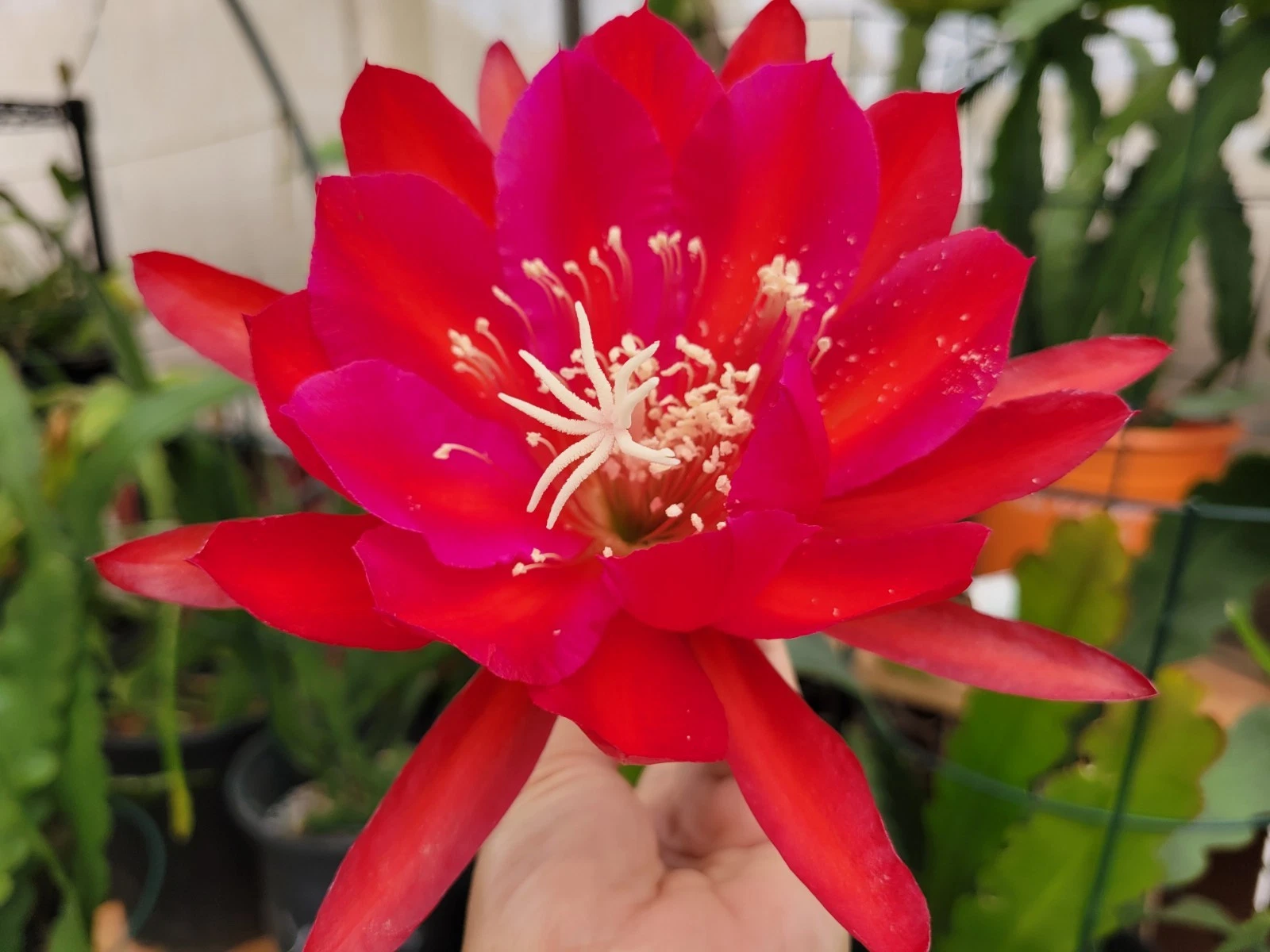 Epiphyllum Burning Dream Cuttings – Unrooted Orchid Cactus Segment, 8-10 Inches, Rare Epiphyllum Hybrid, Tropical Flowering Plant