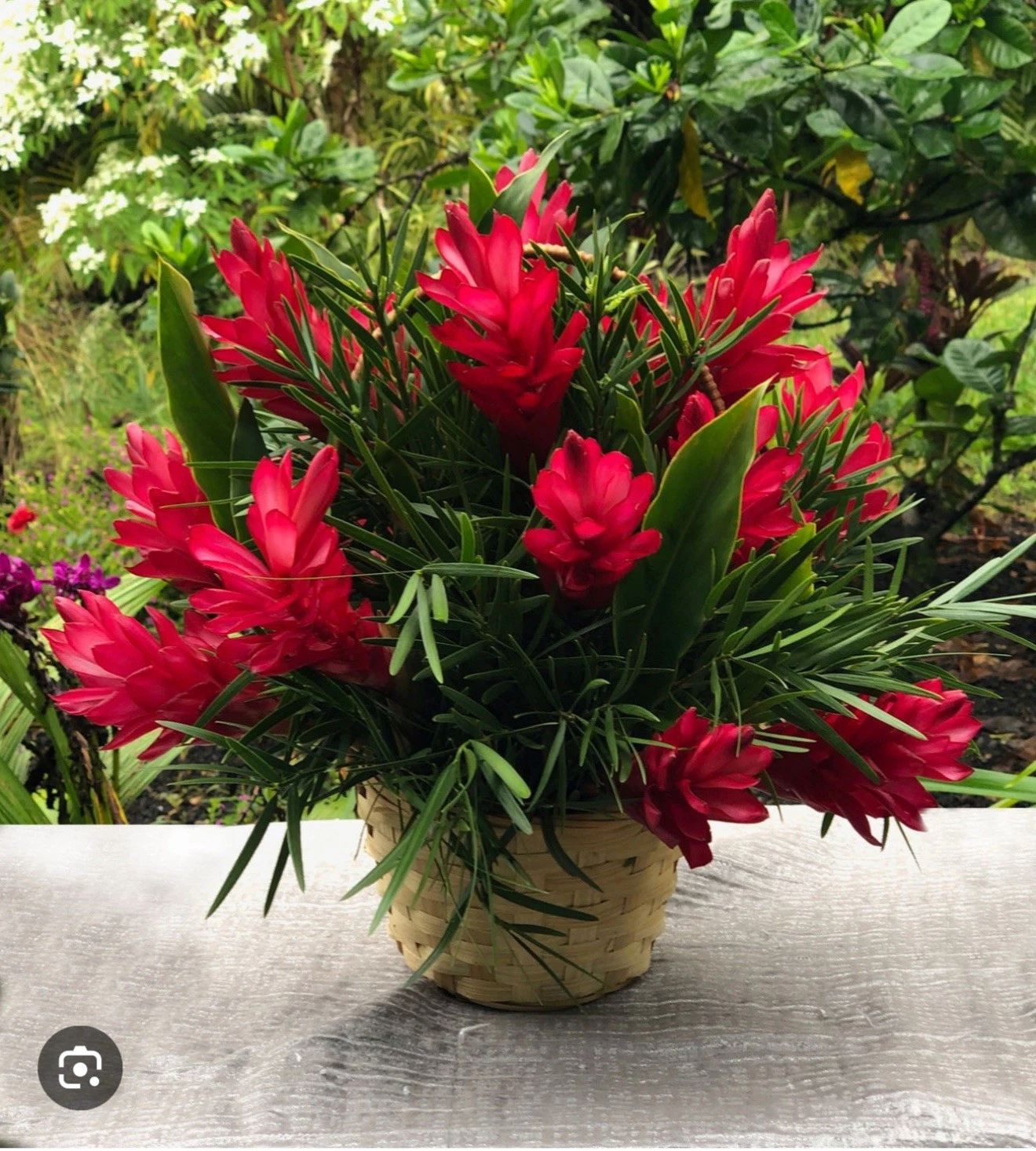 Hawaiian Red Ginger Plant | Rooted Starter | Alpinia purpurata | Tropical Ornamental Foliage & Red Flowers