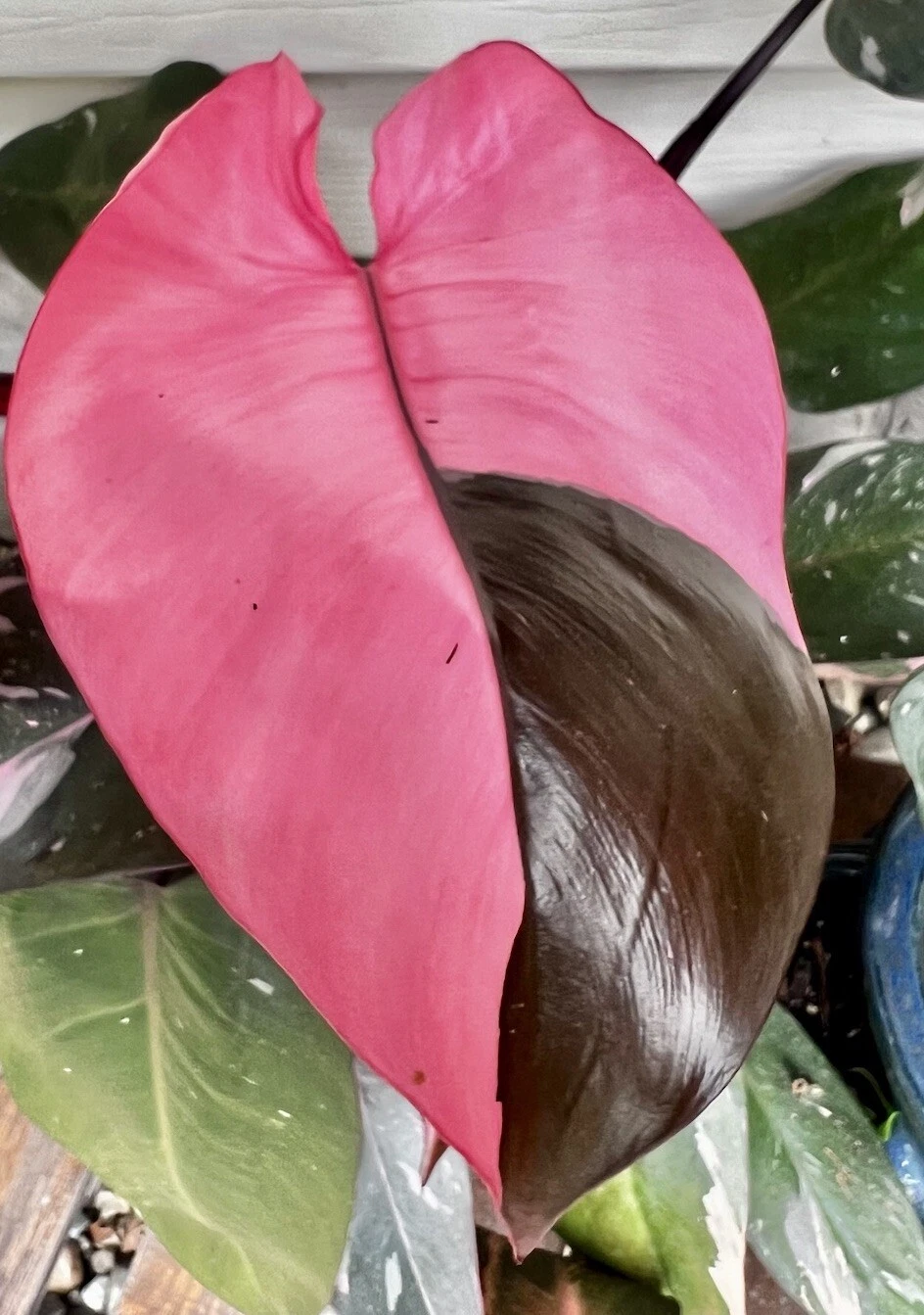 Pink Princess Philodendron Cutting – Variegated Philodendron erubescens Node Propagation Indoor Houseplant