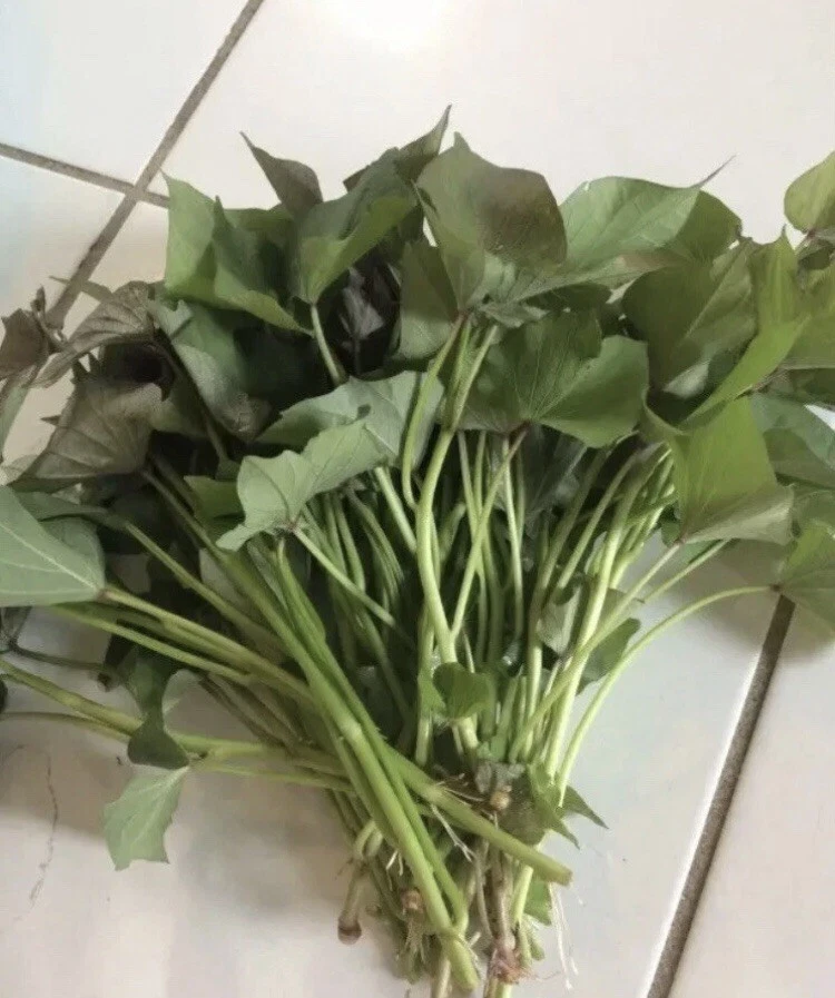 Beauregard Sweet Potato Slips – 10 Live Rooted Vine Cuttings – Ipomoea batatas Starter for Garden Beds & Containers