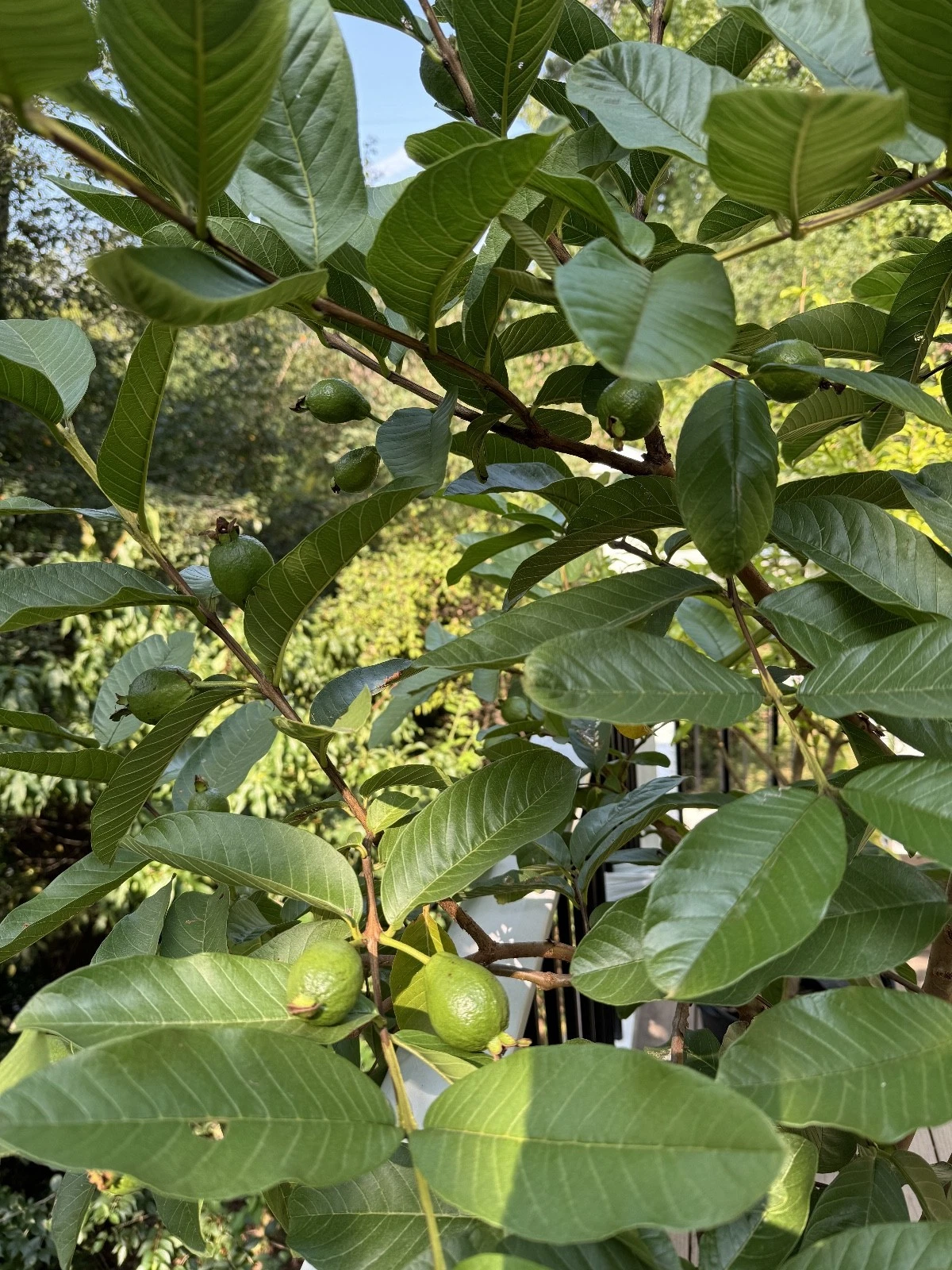 Live Guava Tree Cuttings – Psidium Guajava Propagation, Fruit Tree, Unrooted Guava Planting Material