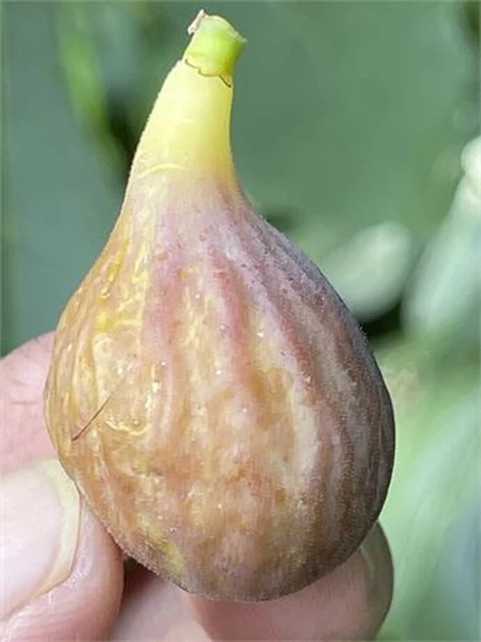 Unrooted Celeste Fig Cutting – 8+ Inch Ficus carica ‘Celeste’ Propagation Planting Material