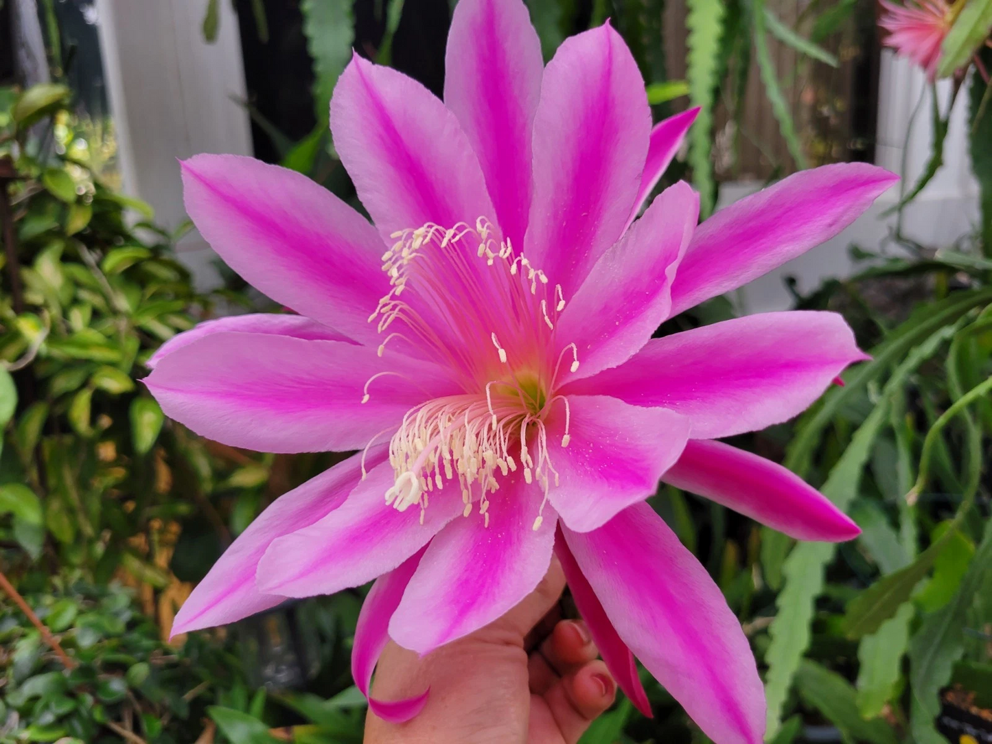 Epiphyllum 'Altitude' Orchid Cactus Cuttings – Unrooted 8-10 Inch Propagation Planting Material