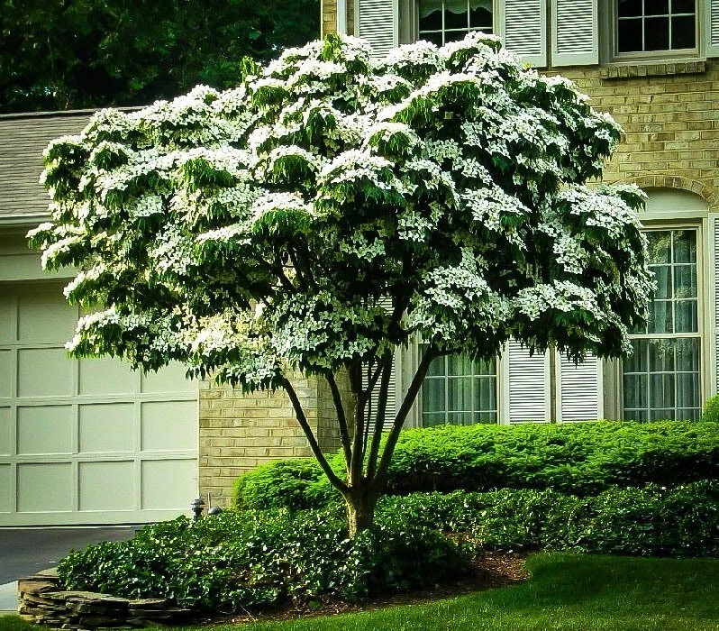 White Kousa Dogwood Tree Cuttings – 3 Unrooted Cornus Kousa Cuttings for Ornamental Gardens