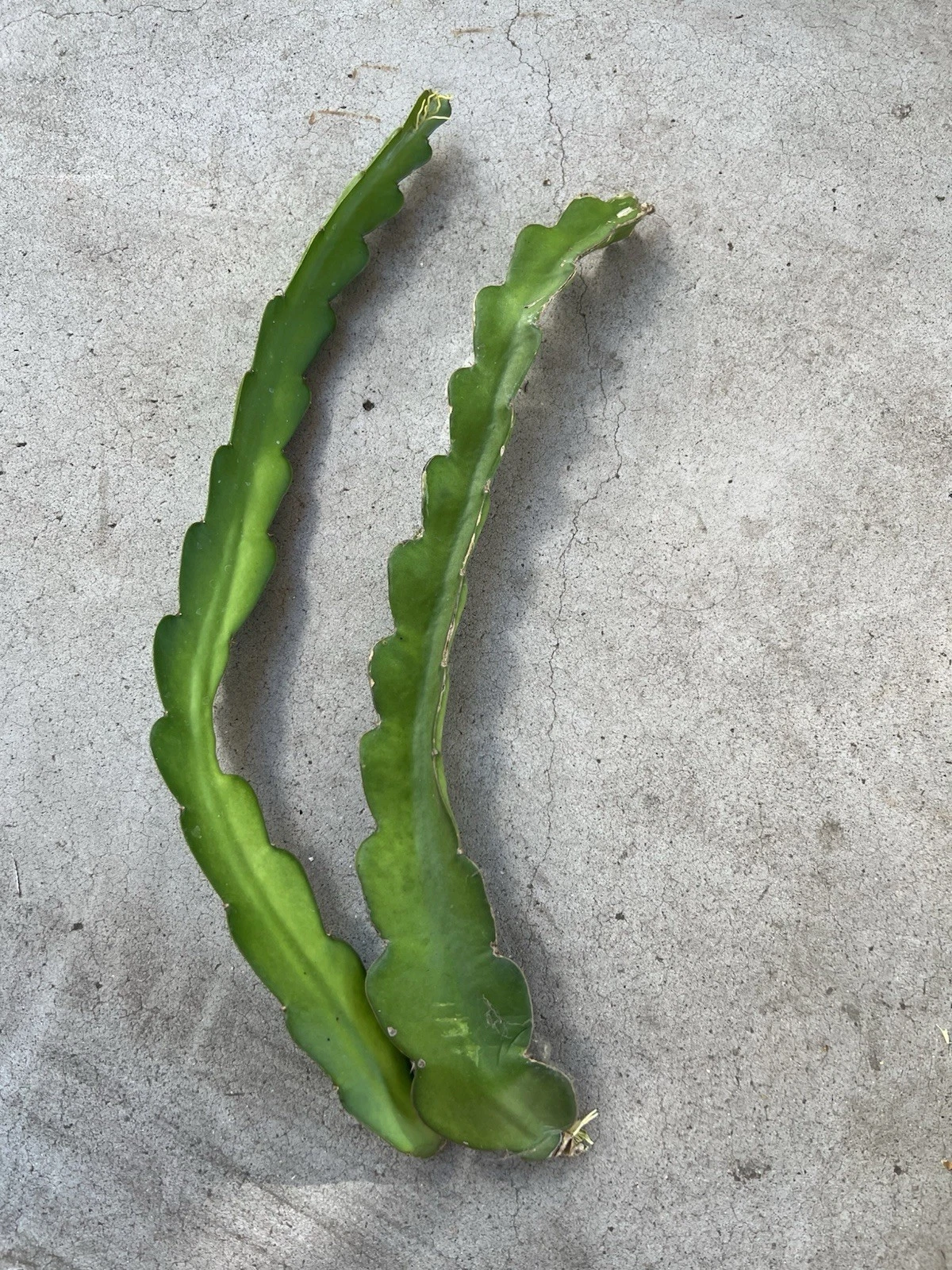 White Dragon Fruit Cuttings – 2 Unrooted 18 Inch Hylocereus undatus Pitaya Cactus for Planting