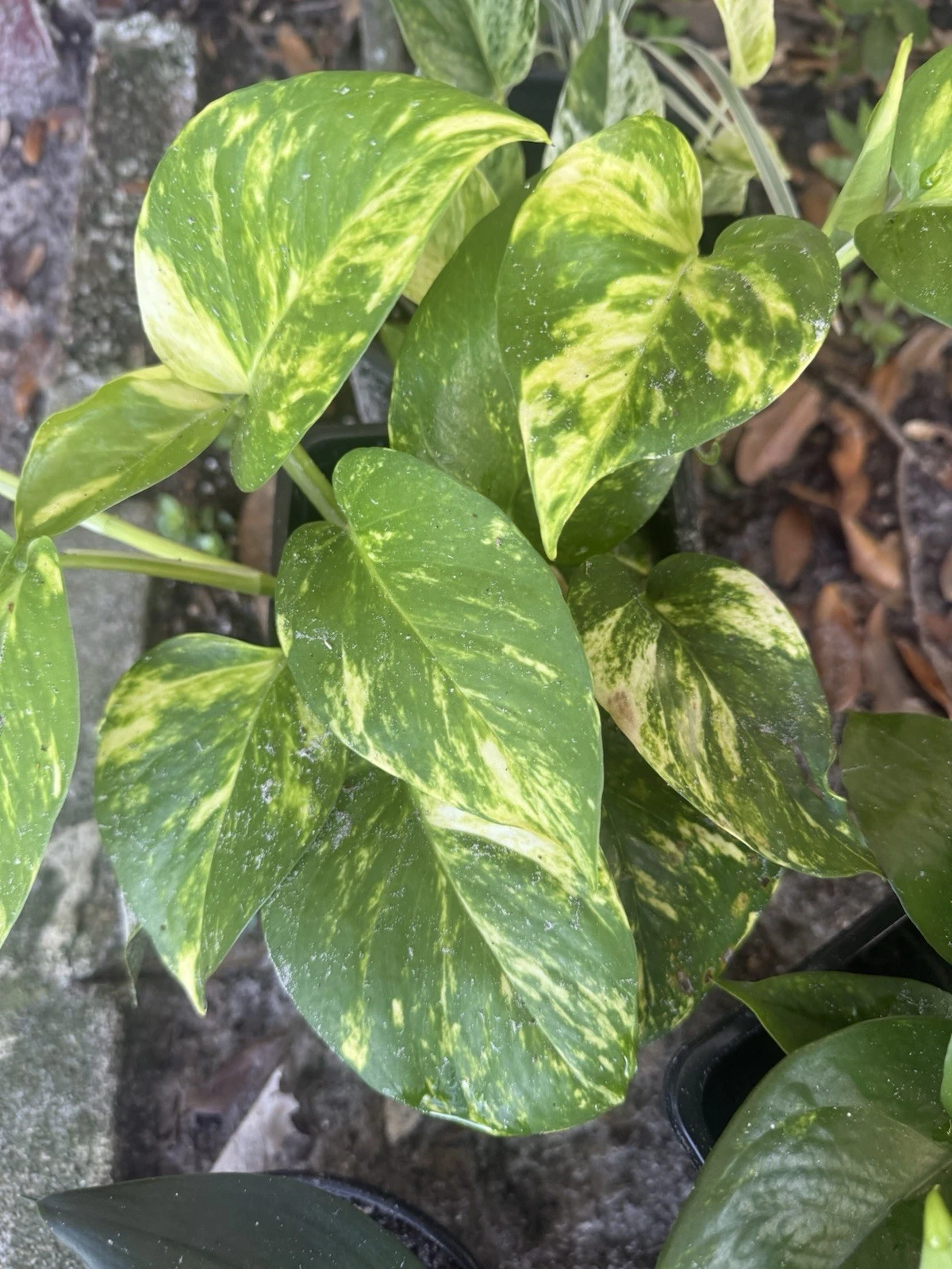 Golden Pothos Rooted Cuttings – Epipremnum aureum Indoor Vines for Potting & Climbing