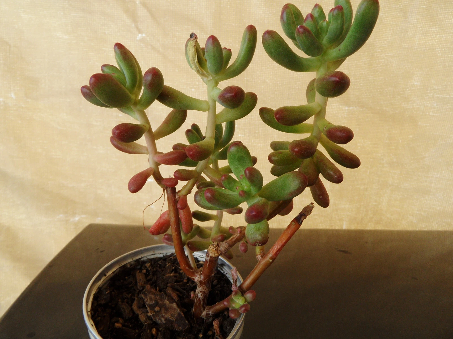 Sedum Pachyphyllum Jelly Bean Succulent Cuttings – 5 Live 4" Stems for Propagation, Pots, Arrangements, Hardy Succulent, Green with Red Tips
