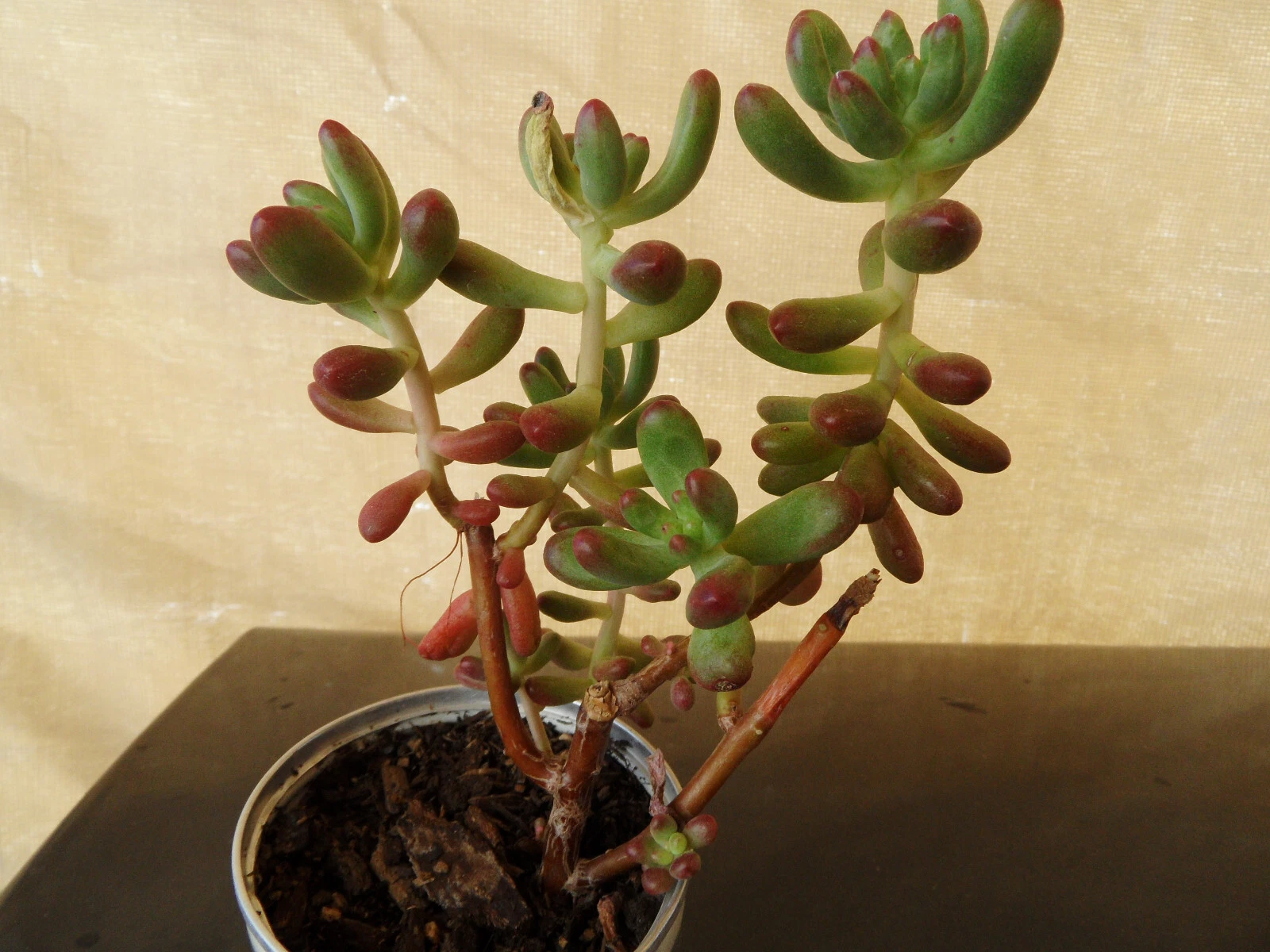 Sedum Pachyphyllum Jelly Bean Succulent Cuttings – 5 Live 4" Stems for Propagation, Pots, Arrangements, Hardy Succulent, Green with Red Tips