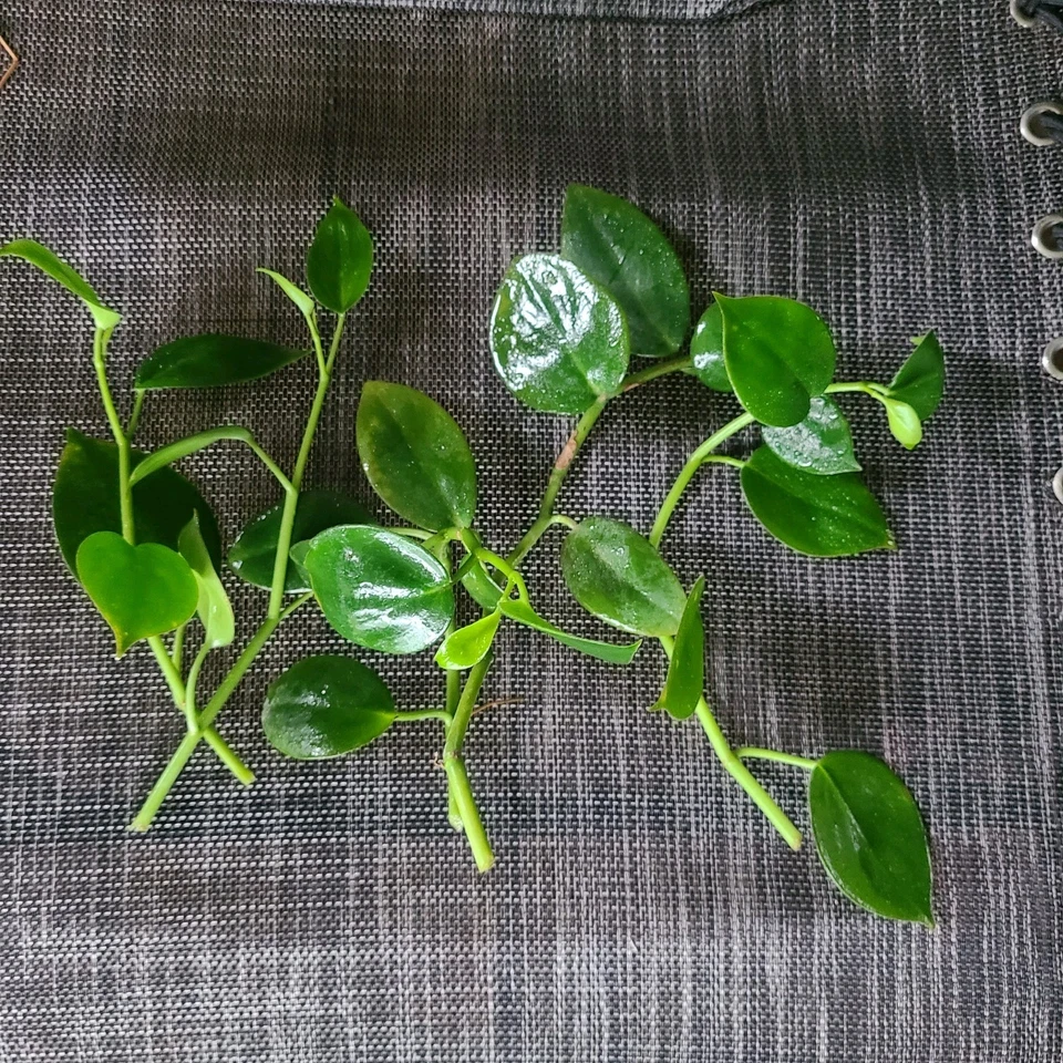Peperomia â€˜Cupidâ€™ Cuttings – 6 Unrooted Heart-Shaped Vining Houseplant Stems for Propagation