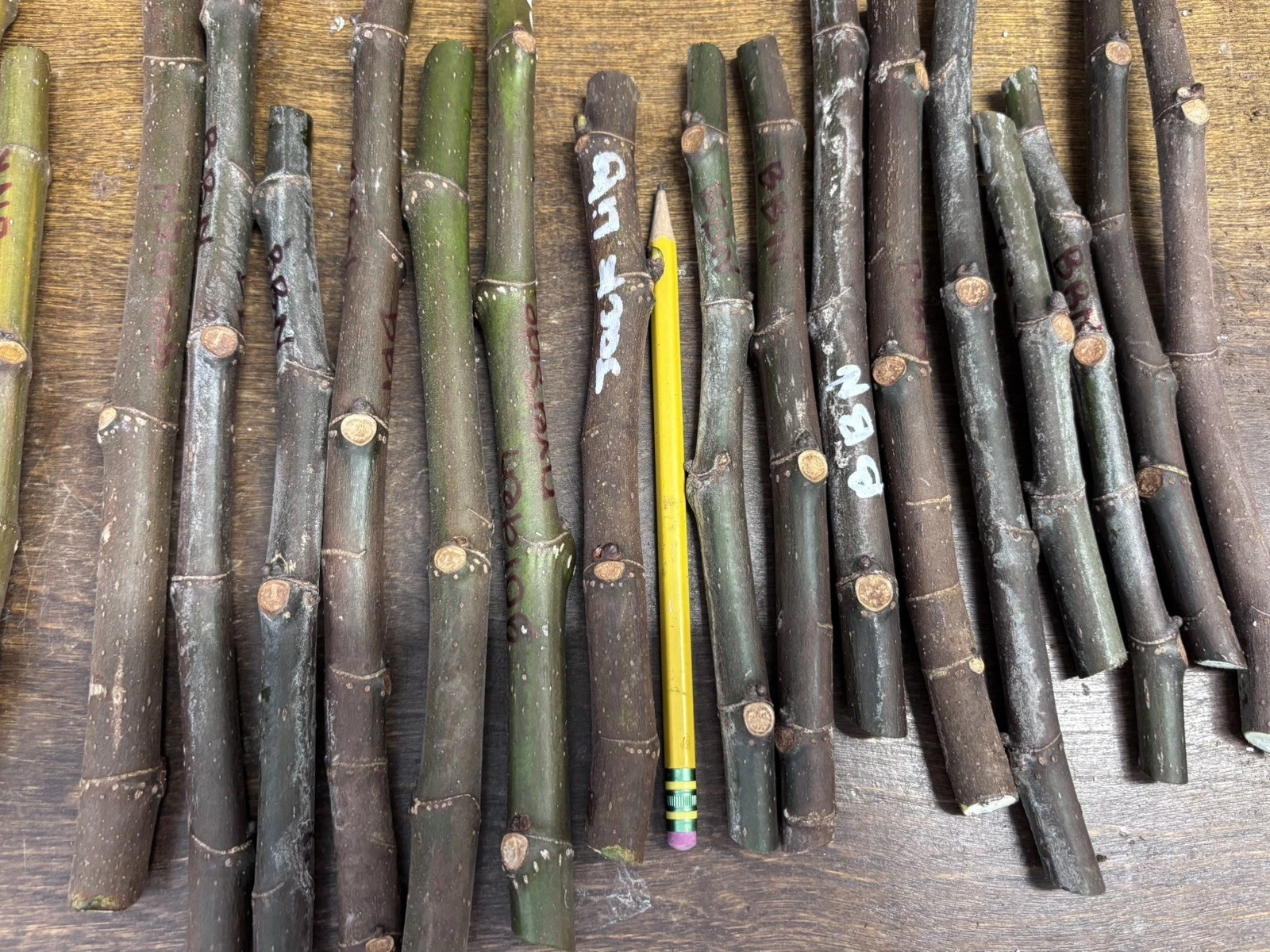 Ronde de Bordeaux Fig Cuttings – Unrooted Hardwood Ficus carica Propagation for Garden or Container Growth