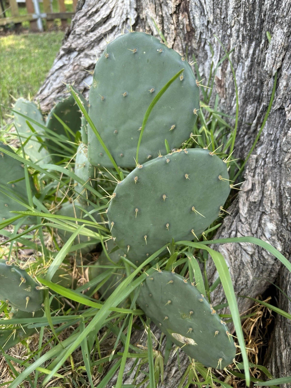 Opuntia Engelmannii Cactus Pads – 3 Red Fruit Prickly Pear Cuttings for Rooting – Live Paddle Cactus for Xeriscaping & Containers
