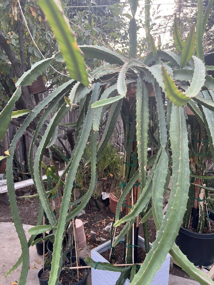 Palora Dragon Fruit Cuttings – 4 Fresh Yellow Variety Stems, 7–9" Long, Easy Rooting
