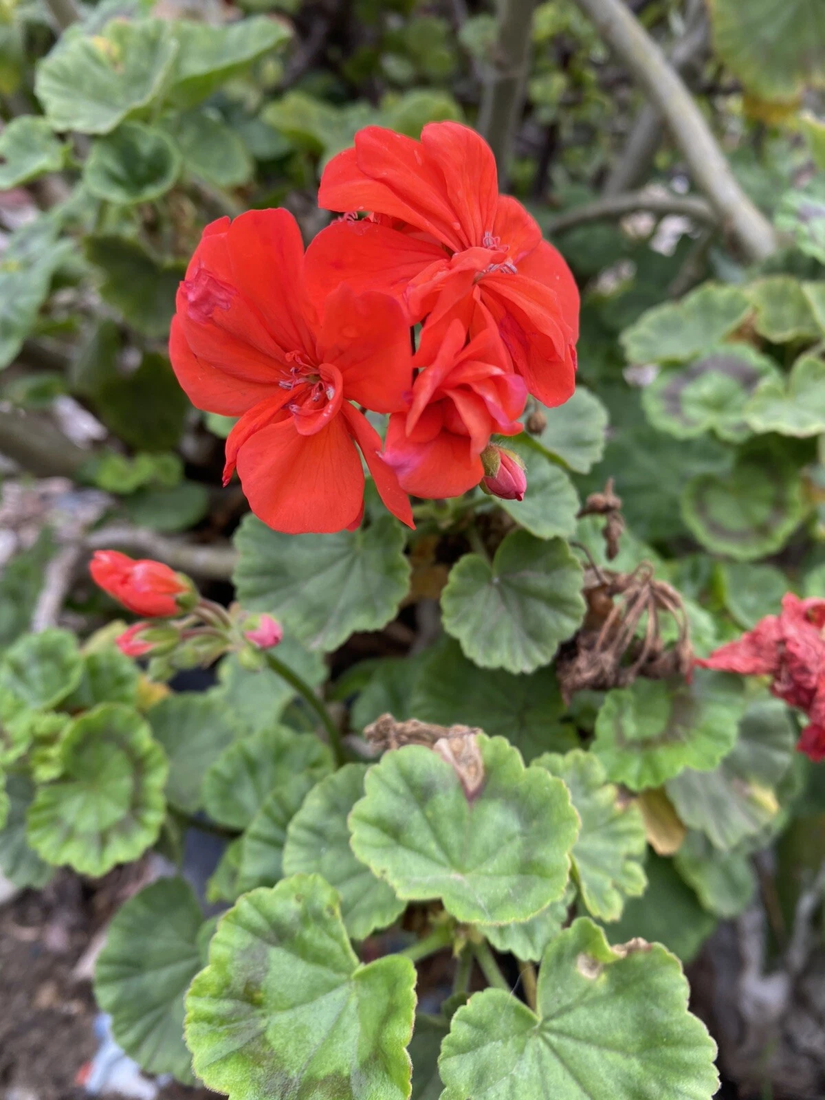 Orange Geranium Cuttings – 6 Live Pelargonium Unrooted Propagation Plants for Gardening and Container Gardening