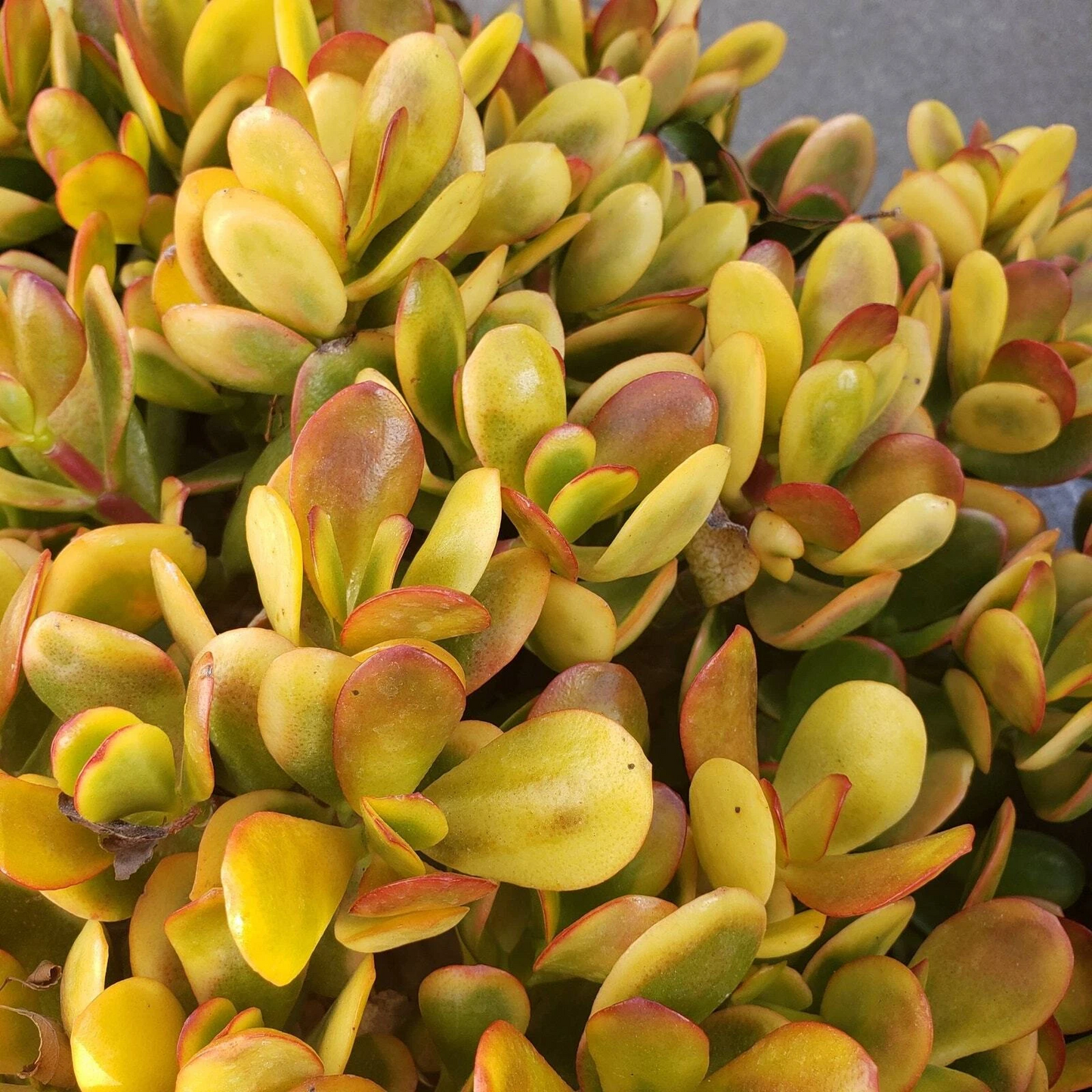 Crassula Ovata Hummel Succulent Cuttings – 5 Unrooted Golden Jade Plant Stems for Propagation and Indoor Growing