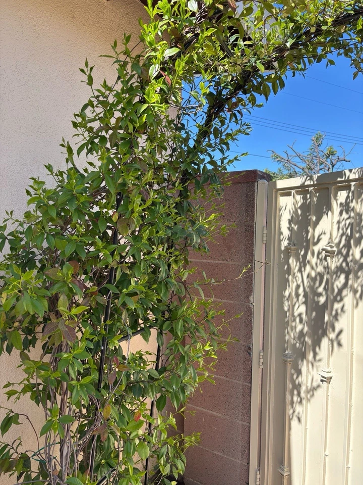 White Star Jasmine Cuttings – Trachelospermum jasminoides Evergreen Climbing Vine for Propagation