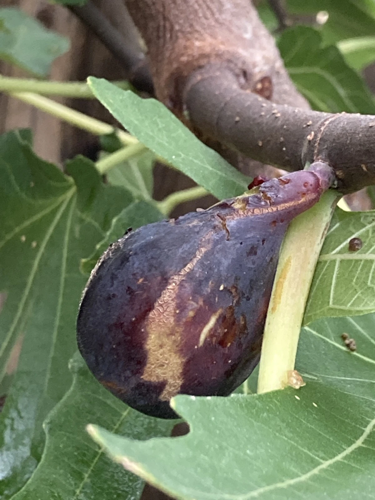 Greek Isles Black Jack Fig Tree Cuttings – 10 Unrooted Ficus carica Scions for Propagation, Fruit Tree Grafting