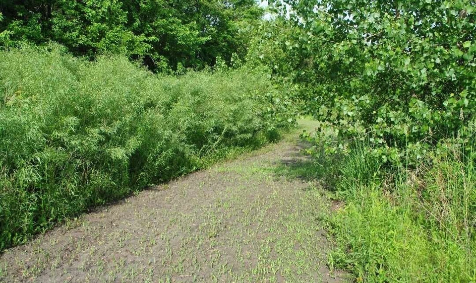 Austree Hybrid Willow Cuttings – Fast-Growing Salix Privacy Hedge & Windbreaks Propagation Stems