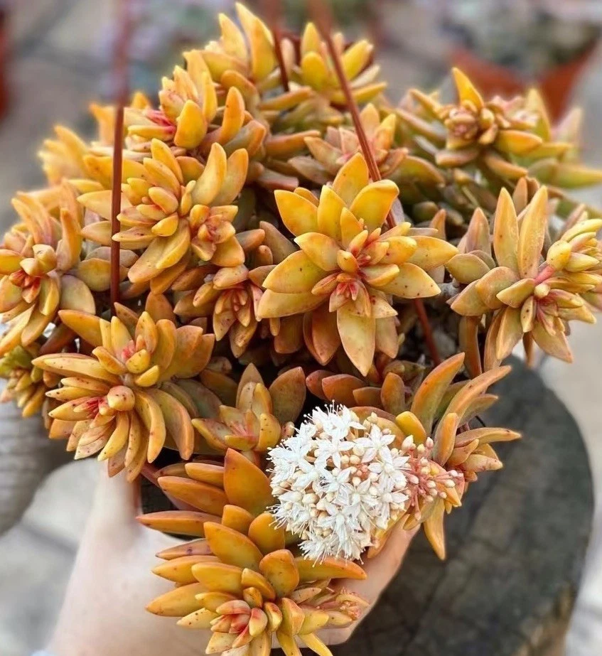 Sedum ‘Firestorm’ Succulent - 3 Unrooted Cuttings (3-4 Inches) for Easy Propagation and Garden Planting