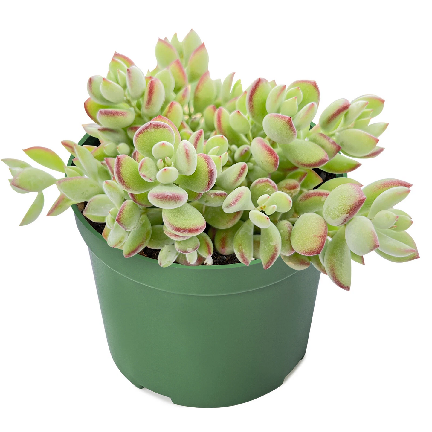 Rare Trailing Succulent in 4" Pot | Cotyledon pendens | Indoor Hanging Plant for Decor & Collections