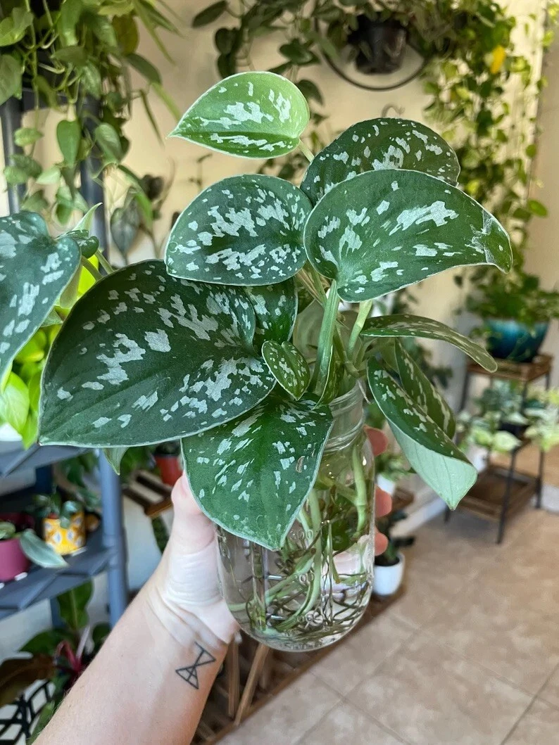 Silver Pothos Cuttings – 4 Unrooted Single-Node Propagation Leaf Cuttings – Scindapsus pictus ‘Argyraeus’ Indoor Houseplant