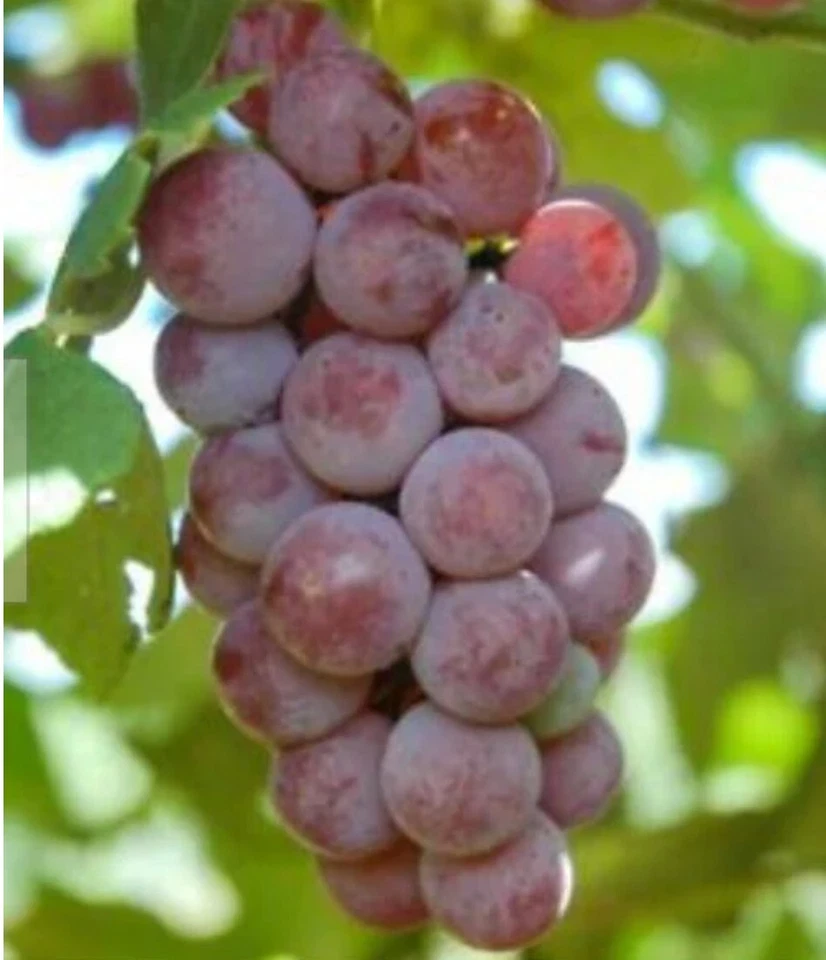 Somerset Seedless Grape Cuttings – Unrooted Vitis spp. Cold Hardy Climbing Vine for Propagation