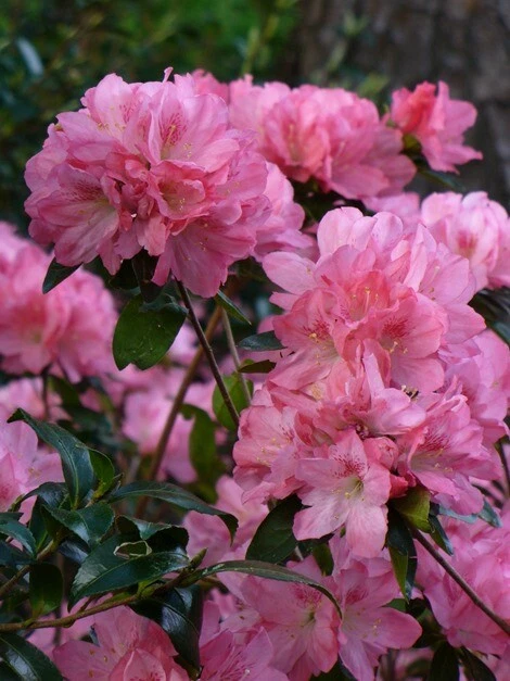 Hampton Beauty Azalea Starter Plant – Deciduous Rhododendron Shrub for Garden & Container, Pink Flowers, Rhododendron spp.