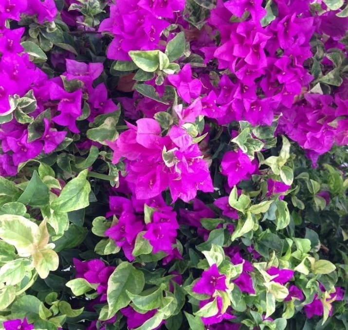 Blueberry Ice Bougainvillea Live Rooted Plants Set of 2, Variegated Foliage, Blue-Purple Bracts, Climbing Vine or Shrub