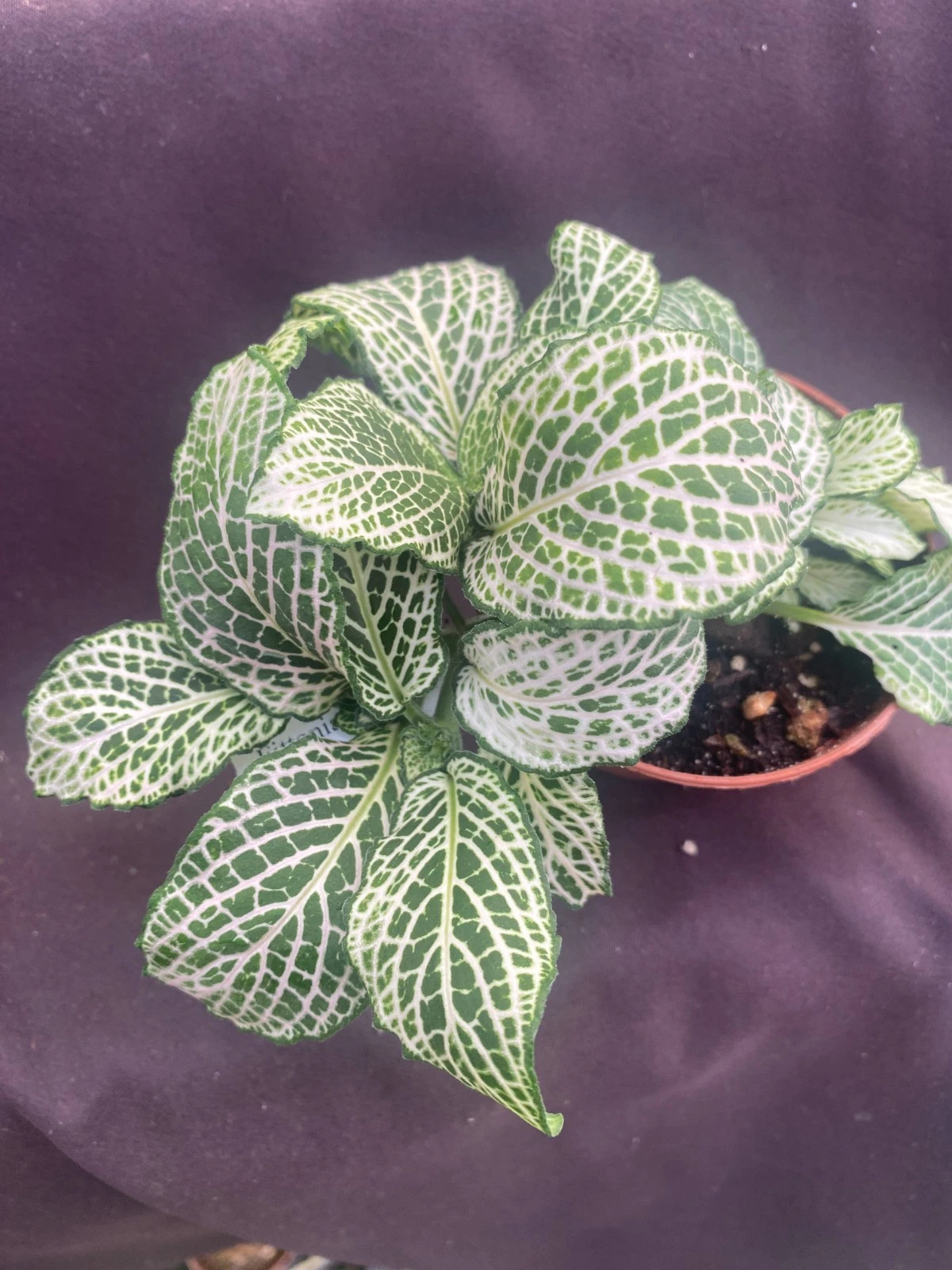 Fittonia ‘Purple Snow Anne’ Live Plant – Rooted Nerve Plant in 3-Inch Pot, Ornamental Houseplant with Purple and White Veined Foliage