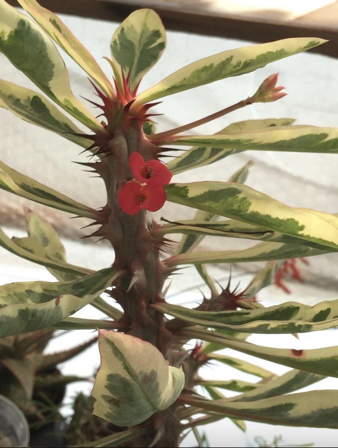 Variegated Euphorbia Crown of Thorns - Rooted 4" Pot Succulent with Colorful Leaves & Sturdy Stems