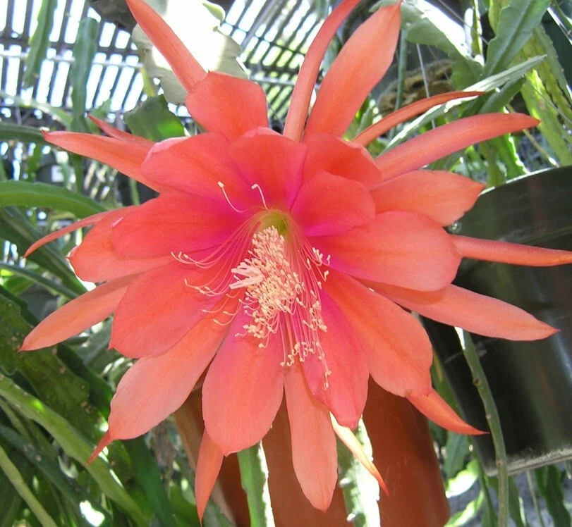 Epiphyllum Peggy Williams Orchid Cactus Unrooted Cutting – Trailing Epiphytic Cactus Starter for Containers & Hanging Baskets