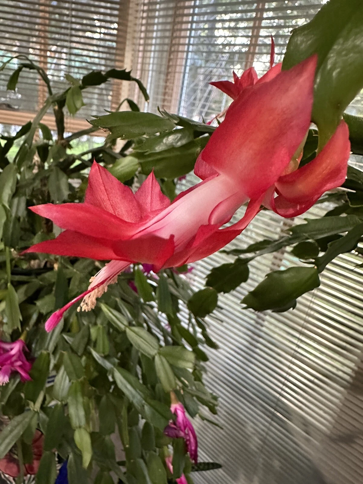 Red Schlumbergera Truncata Cutting – Holiday Cactus Segment for Propagation, Unrooted Live Plant, Red Blooms, Indoor Container Plant