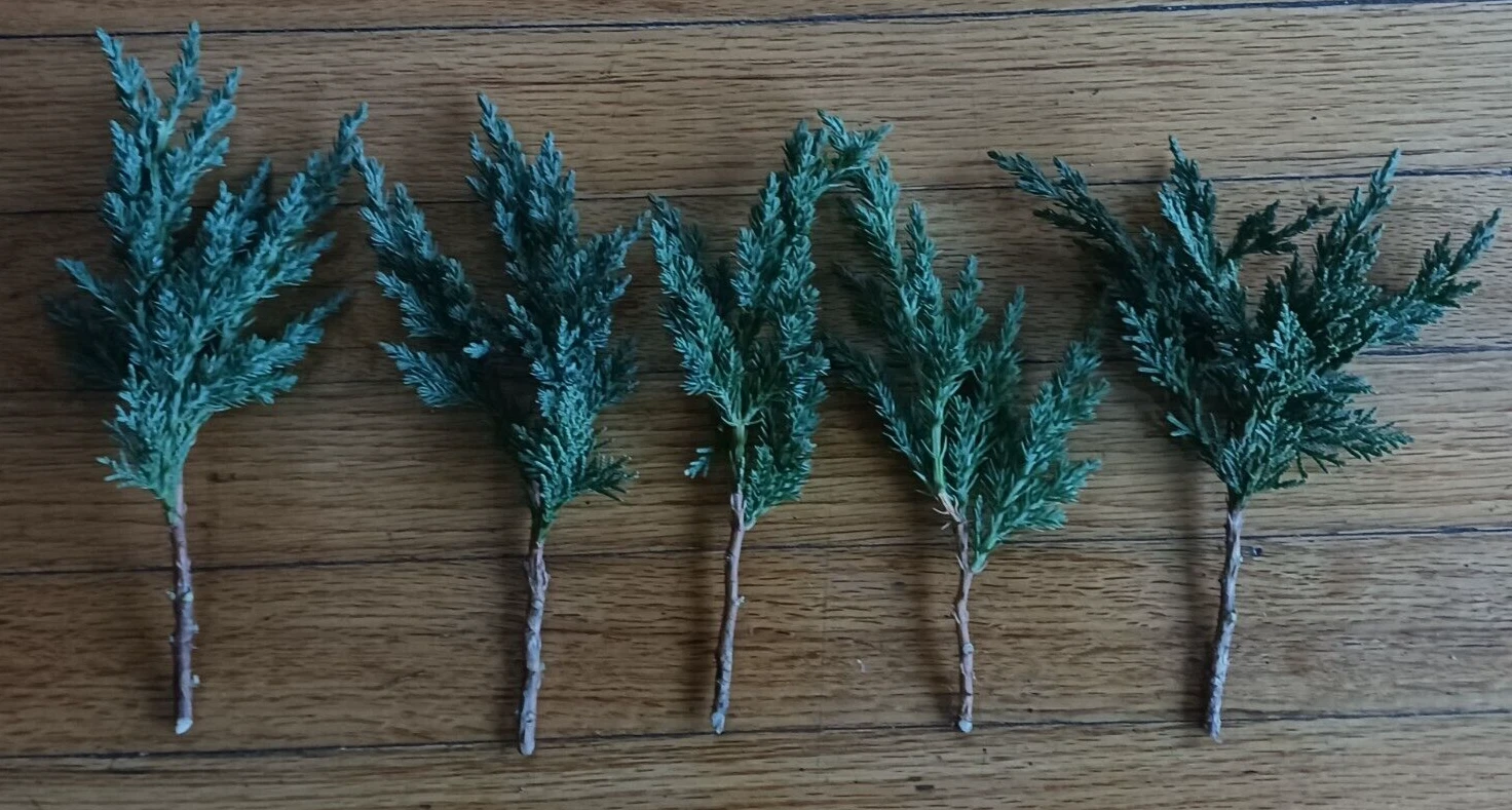 Green Mound Juniper Cuttings – 6-8" Unrooted Evergreen Bonsai Propagation Juniperus procumbens