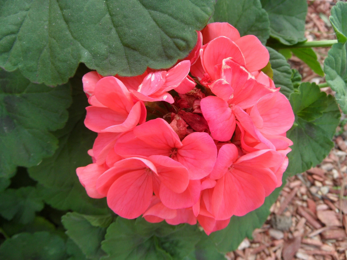 Zonal Geranium 4 Fresh Cuttings - Pelargonium × hortorum Starter Plants for Garden Beds & Containers