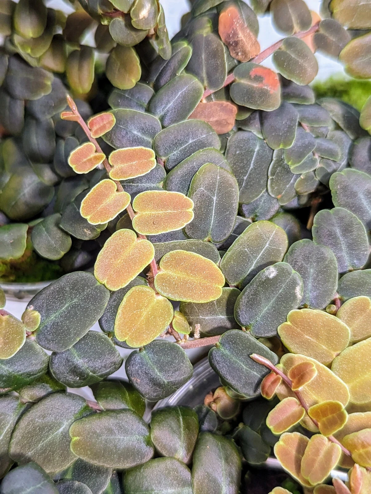 Marcgravia sp. coriacea Live Cutting – 10 Leaf Tropical Terrarium Vine Unrooted Plant